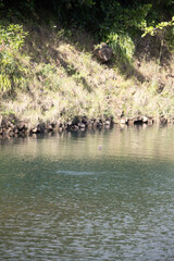 Poule d'eau Guadeloupe
