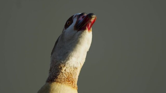 An Egyptian goose head moving and looking around