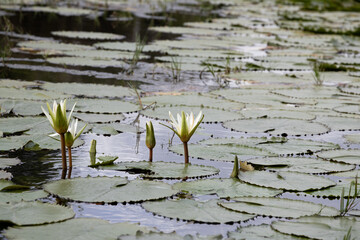 N&eacute;nuphar blanc