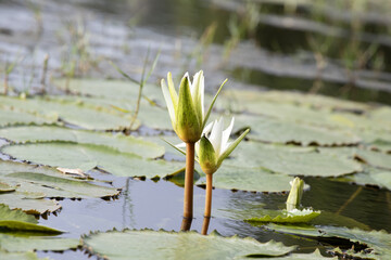 N&eacute;nuphar blanc