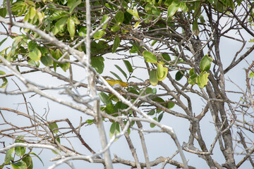 Paruline jaune oiseau tropiques