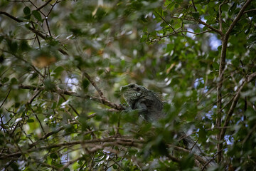 Iguane vert gris