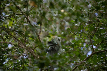 Iguane vert gris
