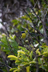 Sucrier oiseau tropique