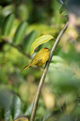Paruline Juane, oiseau tropique