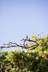 Oiseau marin tropiques
