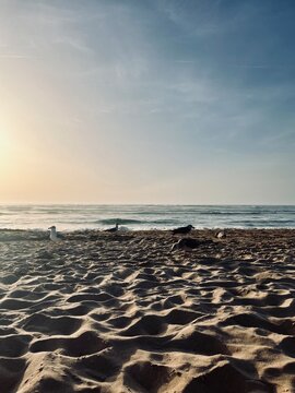 Seagulls on the sand beach, ocean coast, golden hour