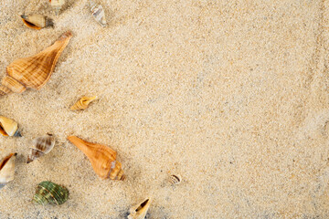 Beach background with sea shell frame