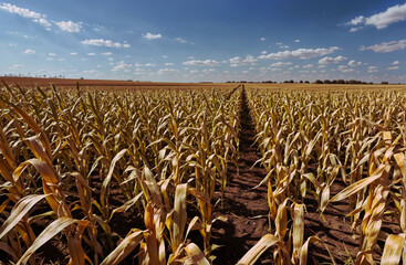 A parched dried rustic cornfield exhibits sun-dried, golden stalks against the backdrop of the open sky following an extended period of drought