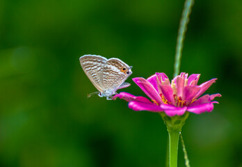 butterfly on a flower