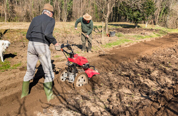 Two elderly men tilling ground soil with a rototiller in the garden. Spring garden preparation for...