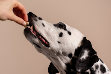 Portrait of a Dalmatian dog on beige background, looking to the side with its tongue sticking out. Hungry dog is licking its lips, eagerly awaiting a treat. Place for text - 729358388