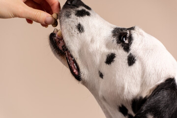 Portrait of a Dalmatian dog on beige background, looking to the side with its tongue sticking out. Hungry dog is licking its lips, eagerly awaiting a treat. Place for text - obrazy, fototapety, plakaty