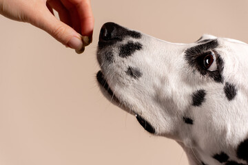 Portrait of a Dalmatian dog on beige background, looking to the side with its tongue sticking out. Hungry dog is licking its lips, eagerly awaiting a treat. Place for text - 729358778