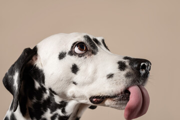 Portrait of a Dalmatian dog on beige background, looking to the side with its tongue sticking out. Hungry dog is licking its lips, eagerly awaiting a treat. Place for text - 729359124