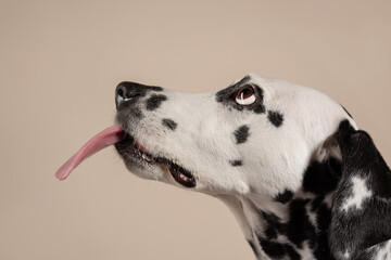 Portrait of a Dalmatian dog on beige background, looking to the side with its tongue sticking out. Hungry dog is licking its lips, eagerly awaiting a treat. Place for text - 729359191