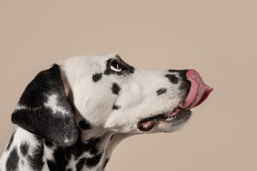 Portrait of a Dalmatian dog on beige background, looking to the side with its tongue sticking out. Hungry dog is licking its lips, eagerly awaiting a treat. Place for text - 729359303