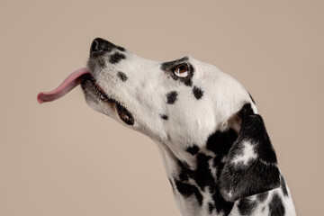 Portrait of a Dalmatian dog on beige background, looking to the side with its tongue sticking out. Hungry dog is licking its lips, eagerly awaiting a treat. Place for text - 729359363
