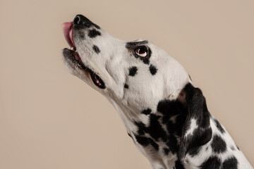 Portrait of a Dalmatian dog on beige background, looking to the side with its tongue sticking out. Hungry dog is licking its lips, eagerly awaiting a treat. Place for text - 729359552