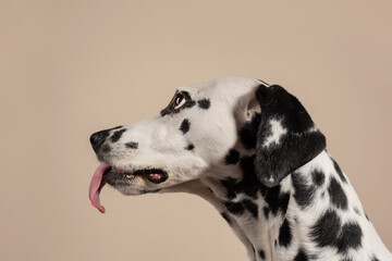 Portrait of a Dalmatian dog on beige background, looking to the side with its tongue sticking out. Hungry dog is licking its lips, eagerly awaiting a treat. Place for text - 729359555