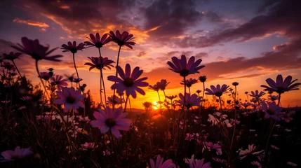 Papier Peint photo Lavable Bordeaux daisy blooms against the vibrant hues of a sunset sky