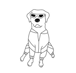 Vector isolated one single funny sitting labrador dog in a suit and sun glasses colorless black and white contour line easy drawing