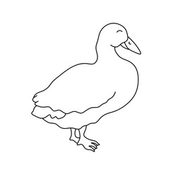 Vector isolated one single duck goose standing side view  colorless black and white contour line easy drawing