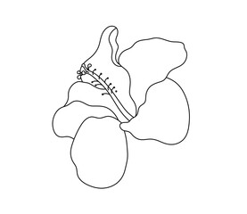 Vector isolated one single hibiscus flower colorless black and white contour line easy drawing © MariMuz