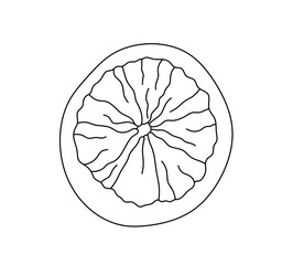 Vector isolated one single citrus lemon orange grapefruit cut in half colorless black and white contour line easy drawing