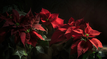 display of poinsettias illuminated by the soft glow of moonlight