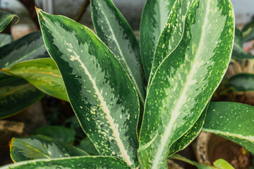 Aglonema snow white. Aglaonema is a genus of flowering plants in the arum family, Araceae that can...