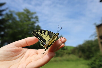 A newborn butterfly sits on a hand. Soon he will make his first flight in his life.