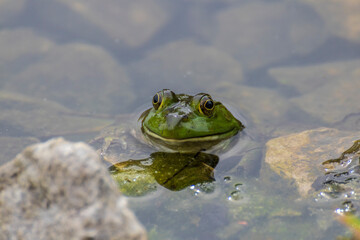 Smiling Frog