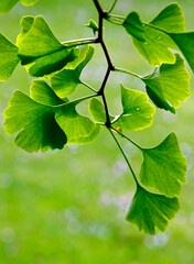 young leaves of Ginkgo Biloba, backlit, park in Geneva, Switzerland, Europe, May

