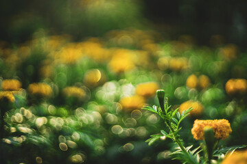 Compositae: Pretty yellow petite petals of Creeping daisy on dark green leaves, known as many name on located area are Singapore daisy,