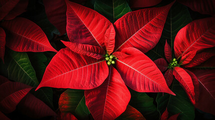 poinsettia patterns in a festive setting from unique perspectives