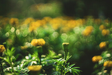 Compositae: Pretty yellow petite petals of Creeping daisy on dark green leaves, known as many name on located area are Singapore daisy,