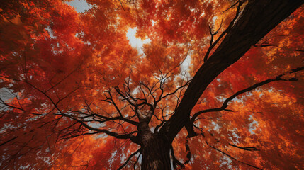 majestic maple tree canopy during the golden hues of autumn.