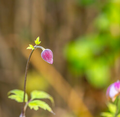 Im Garten und der Natur: Fotospaziergang im Dezember 2023