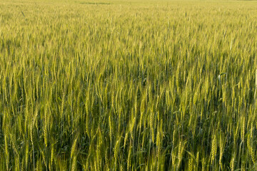 Two-rowed barley or Hordeum distichon growing in the field, stems in the rays of sunlight.