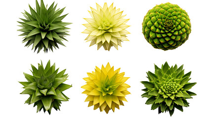 Pineapple Plant Collection: Tropical Botanical Illustrations for Garden Design, Perfume, and Essential Oil - Exotic Foliage in Vibrant Digital Art 3D, Isolated on Transparent Background - obrazy, fototapety, plakaty