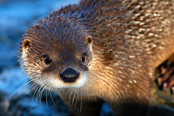 Curious otter with wet hair looking on her side - 729364554