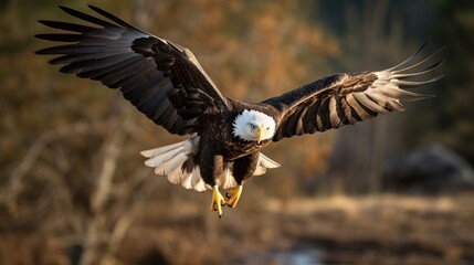 Obraz premium The American Bald Eagle in flight as it returns to its California habitat