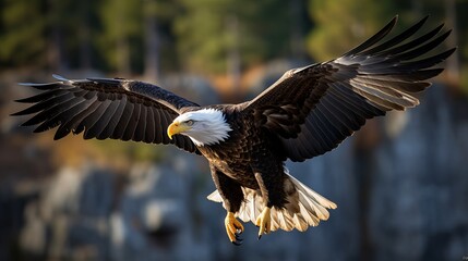 The American Bald Eagle in flight as it returns to its California habitat