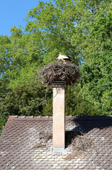Stork nest on top of a chimney in Alsace France - 729366711