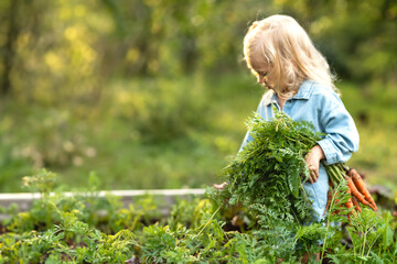 Cute toddler blond girl in blue outfits holding a bunch of fresh organic carrots. Child harvesting...