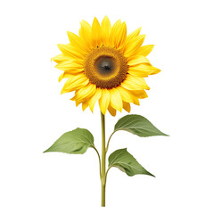 Obraz premium sunflower flower