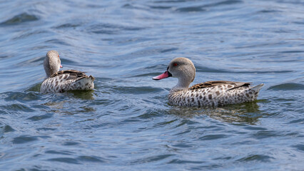 Two cape teals swimming in a dam