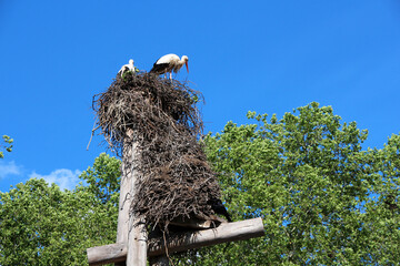 Stork couple on their nest - 729367725