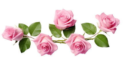 Pink Roses Collection: Exquisite Floral Elements for Perfume, Garden Design, and Digital Art - Top View, Isolated on Transparent Background for Elegant Designs and Fresh Spring Concepts.